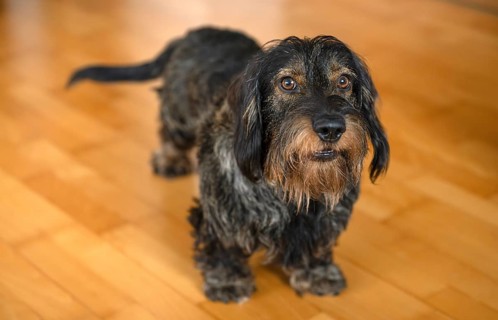 Rough-haired dachshund, male, standing on parquet, Stuttgart, Baden-Württemberg, Germany, Europe