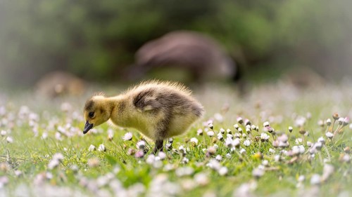Canada goose chicks (Branta canadensis) running through grass and daisies, looking for food,