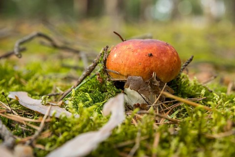 Fungus grows from the forest floor and pushes away moss, needles, branches and twigs, coniferous