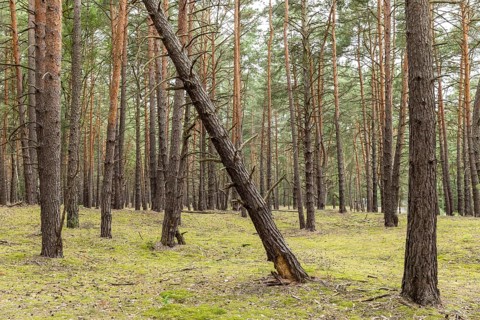 Coniferous forest near the Großer Glubigsee near Wendisch Rietz, Oder-Spree district, Brandenburg,