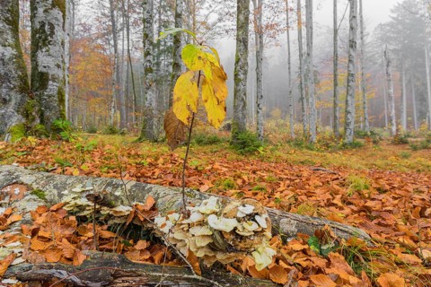 Beech forest, European beech or common beech (Fagus sylvatica) in autumn, Alm valley, Austria,