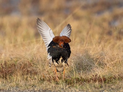 Ruff (Calidris pugnax) male in breeding plumage displaying at lek, Pokka, Finnish Lapland