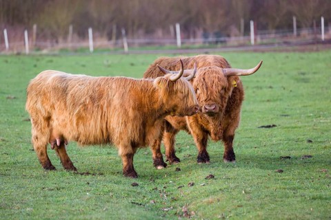 One Highland bull and a cow (Bos (primigenius) taurus) stand on a pasture