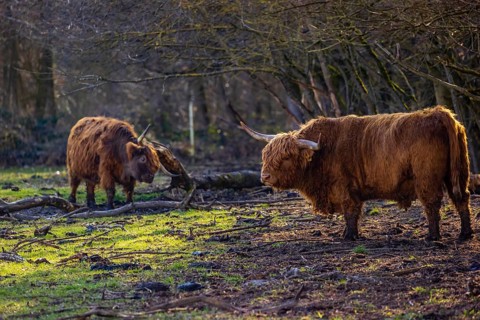 One Highland bull (Bos (primigenius) taurus) stands at a forest edge, scratching himself. A cow in