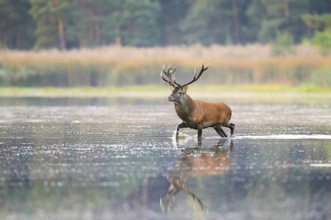 Red deer (Cervus elaphus) stag crossing pond in the mist at forest's edge during the rut in autumn,