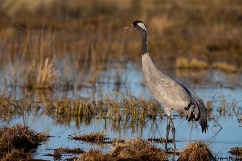 Common crane (Grus grus), Hornborga, Sweden, Europe
