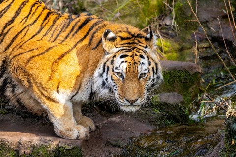 Portrait of a Siberian tiger (Panthera tigris tigris) in a forest, trinking water, captive,