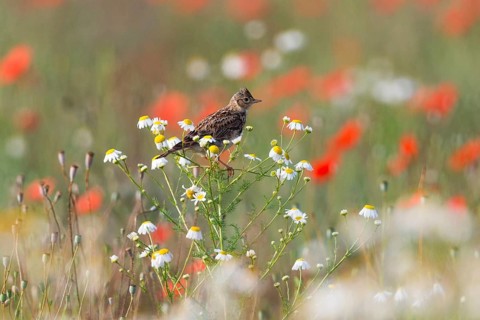Skylark (Alauda arvensis), adult bird, perched on a Ox-eye daisy plant, amongst flowering poppies,