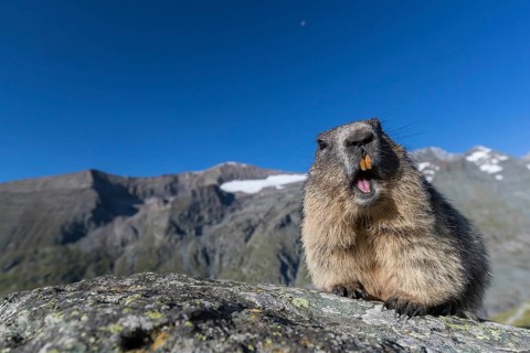 One adult Alpine Marmot, Marmota marmota, standing on a rock. Grossglockner Mountains in the