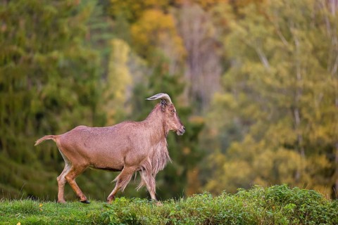 One Barbary sheep (Ammotragus lervia) stands on green hilly ground. A forest is in the background