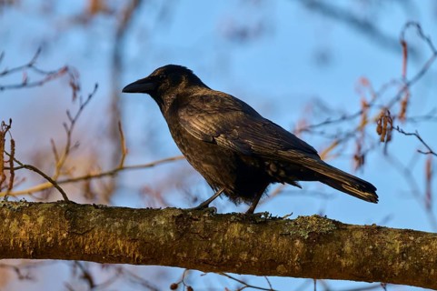 Raven crows (Corvus corone), standing on a branch outdoors, spring, Bavaria, Germany, Europe