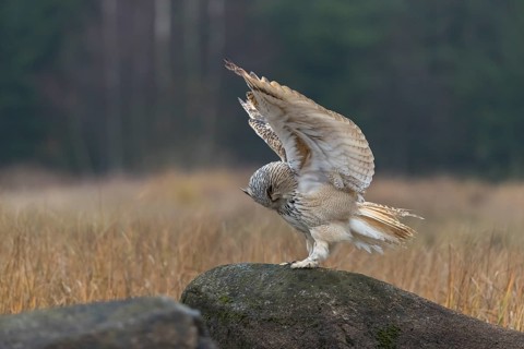 One Siberian Eagle Owl (Bubo bubo sibiricus) landing on a rock between tall reed grass lakeshore on