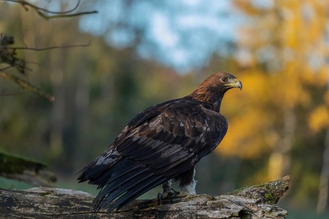 One golden eagle (Aquila chrysaetos) sitting on a broken and rotting log with fall foliage in the