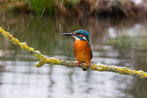 Kingfisher (Alcedo attis), adult male, perched on a branch above a stream, amongst falling sleet,