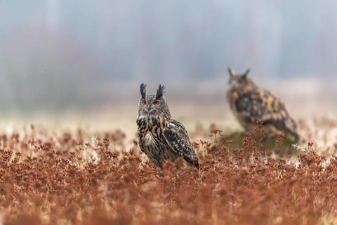 One female and one male Eurasian Eagle Owl, Bubo bubo, sitting on a meadow. Slight fog around. A