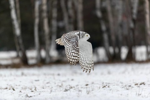 One snowy owl, Bubo scandiacus, Bubo scandiaca, Nyctea scandiaca flying over a snowy meadow with a
