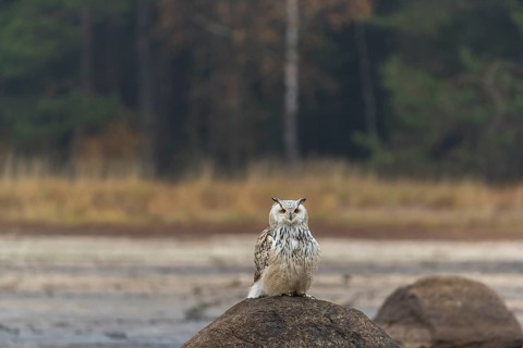 One Siberian Eagle Owl (Bubo bubo sibiricus) sitting on a rock at a dry lakeshore on an autumnal