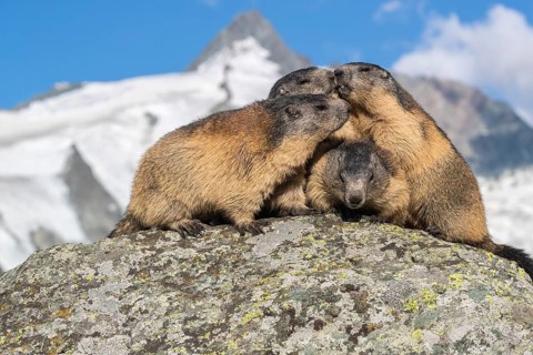 Group of Alpine Marmots, Marmota marmota, sideview portrait in early morning light. Grossglockner