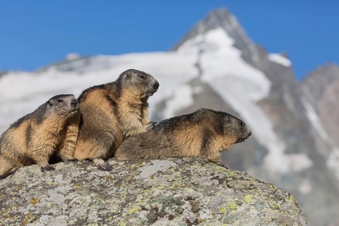 Three adult Alpine Marmot, Marmota marmota, sitting in front of the Grossglockner mountain in