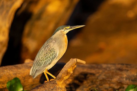 Mongrove Heron (Butorides striatus) Pantanal Brazil