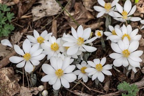 Canadian bloodroot (Sanguinaria canadensis), Emsland, Lower Saxony, Germany, Europe