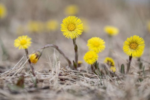 Coltsfoot (Tussilago farfara), Emsland, Lower Saxony, Germany, Europe