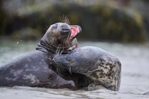Grey seal (Halichoerus grypus) playing with each other in the water, sea, Düne, Helgoland,