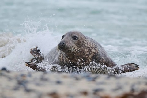 Grey seal (Halichoerus grypus) coming out of the water on the beach, Düne, Helgoland,