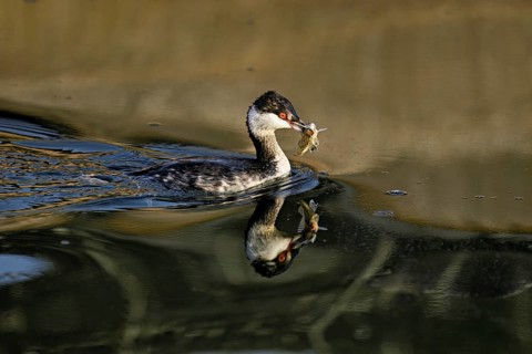 Slavonian grebe (Podiceps auritus), adult, in a white plumage, winter plumage, swimming with a fish