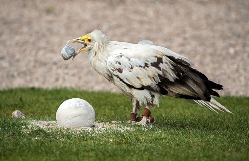 Egyptian vulture (Neophron percnopterus) using a stone as a tool to open the hard shell of an