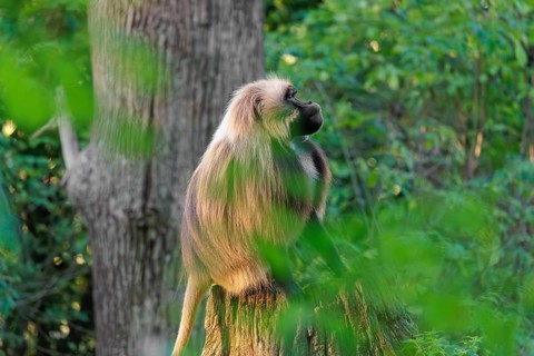 A male Gelada (Theropithecus gelada), or bleeding-heart monkey sits in beautiful light on a rotten