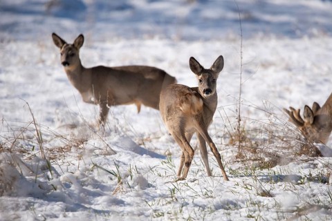 Three deer standing in a snowy winter landscape, Stadtpark Rotehorn, Magdeburg, Saxony-Anhalt,