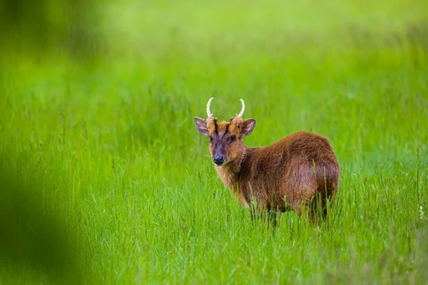 One male Reeves's muntjac (Muntiacus reevesi) stands on a green meadow