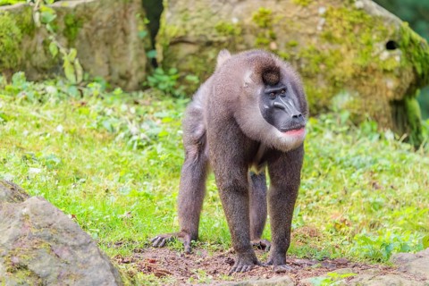 An adult male drill (Mandrillus leucophaeus) stands on the green forest floor, looking around