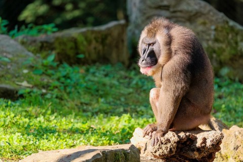 An adult male drill (Mandrillus leucophaeus) sits on a rock on the forest floor and enjoys the