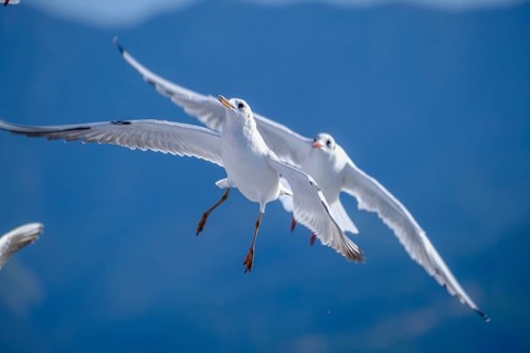 Limenas, Thassos, Greece - Seagulls accompany the Thassos Sea Lines ferry to Limenas. The capital