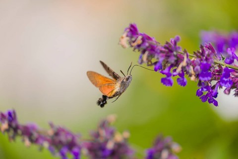 A hummingbird hawk-moth (Macroglossum stellatarum) hovering to drink from a blossom