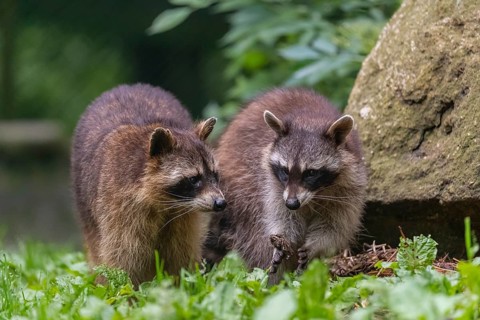 Two adult Raccoons, Procyon lotor, standing on a meadow side by side. A rock and green vegetation