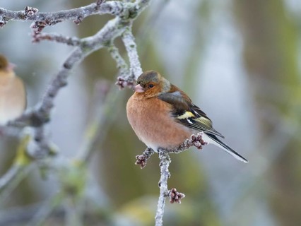 Chaffinch (Fringilla coelebs), male adult bird perched on a frost covered branch, with its feathers