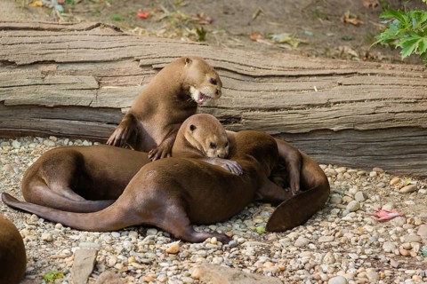 A family of giant otter or giant river otter (Pteronura brasiliensis) rest on a river bank