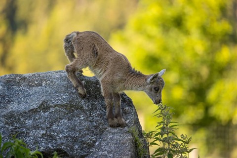 One baby ibex (Capra ibex) standing on a rock, bent down and sniffing on a stinging nettle. Some