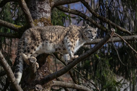 One adult snow leopard (Panthera uncia) standing high up in a tree, watching something in the