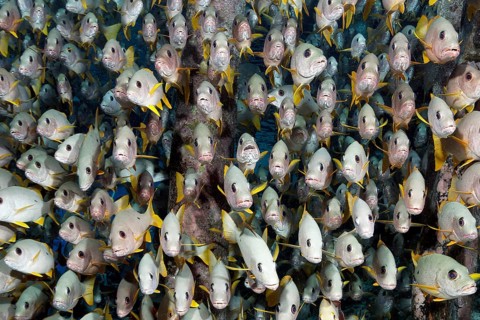 Shoal of single spotted snapper (Lutjanus monostigma) from the front, frontal, under jetty, Jetty,