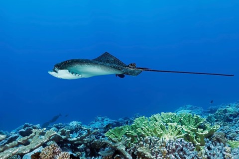 Spotted eagle ray (Aetobatus narinari), swimming close over coral reef, Tuamotu Archipelago