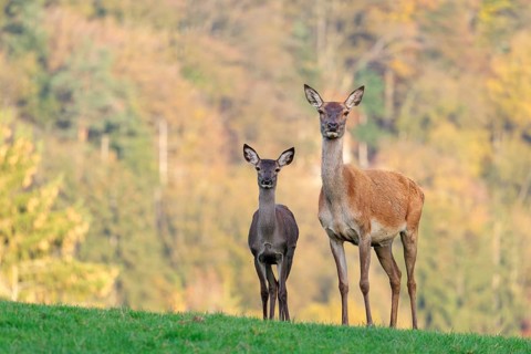 An adult red deer hind (Cervus elaphus) and a calf are standing in a meadow in the beautiful