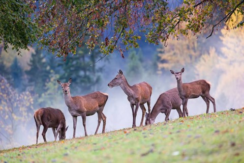 Five red deer hinds (Cervus elaphus) stand in a meadow, A forest with autumn leaves can be seen in