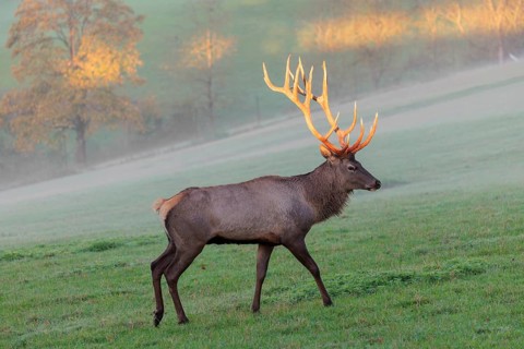 An Altai maral stag, Altai wapiti or Altai elk (Cervus canadensis sibiricus) crosses a meadow in