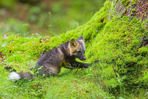One young silver fox (Vulpes vulpes) exploring the surrounding of its den on the mossy forest floor