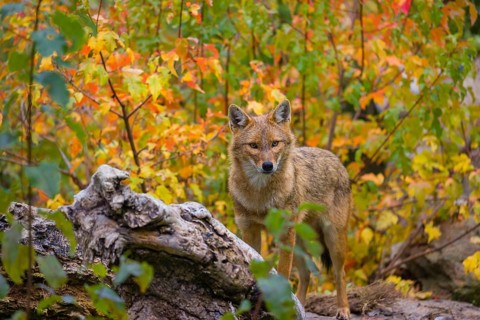 One golden jackal (Canis aureus) stands on a fallen tree trunk. Behind him is a tree in intense