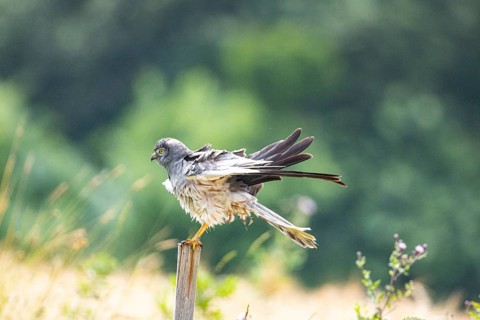 Montagu's harrier (Circus pygargus) ml Germany
